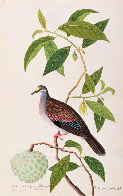 Rahmapfel, Poke Nona Caprie mit Boorong Pooney Sieole, aus Zeichnungen von Vögeln aus Malakka, ca. 1805-18 von Chinese School